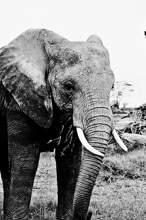 B3_82007_BW_194_New_Masa_Mara_Africa_89_12