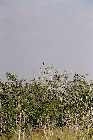 84694_EVERGLADES 33937__Azuley-R2-3