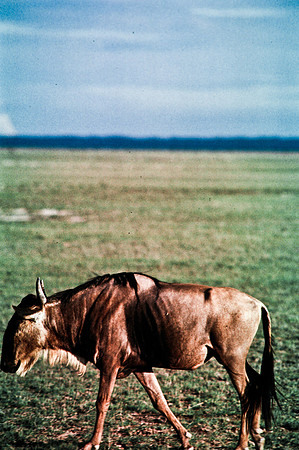 55397_SL_COLOR_BUFFALO_WILDBEAST_KILIMANJARO_KENYA_AFRICA_1989_5