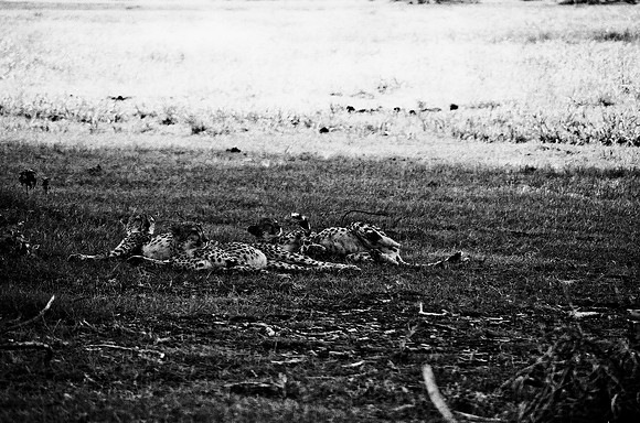 B3_82005_BW_194_New_Masa_Mara_Africa_89_31