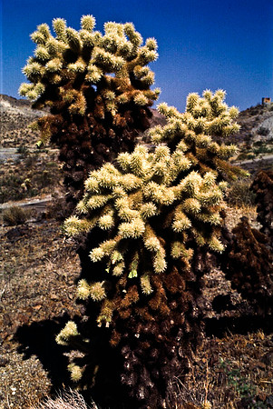 47805_B13_SL_COLOR_ROUTE_66_AZ_97_19.jpg