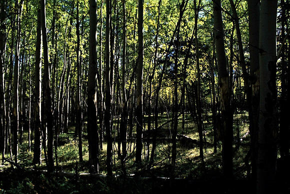 06823_B19_SL_COLOR_BISON_NAT_PARK_LAKE_LOUIS_VILLAGE_WS_97_02.jpg