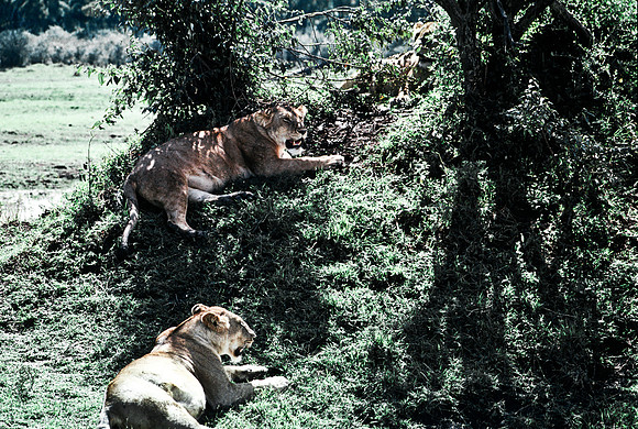 55454_SL_COLOR_LION_KILL_SUMBURU_KENYA_AFRICA_1989_11