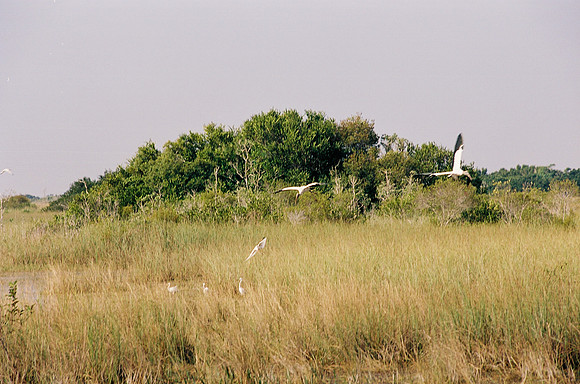 84694_EVERGLADES 33937__Azuley-R3-14
