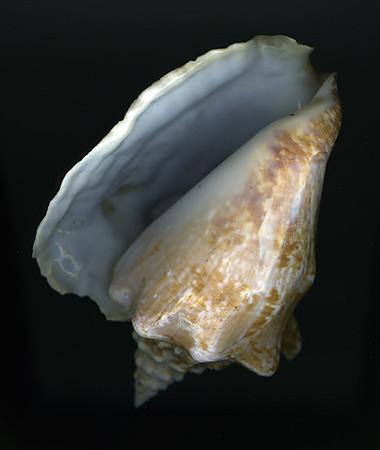 SHELLS_1001