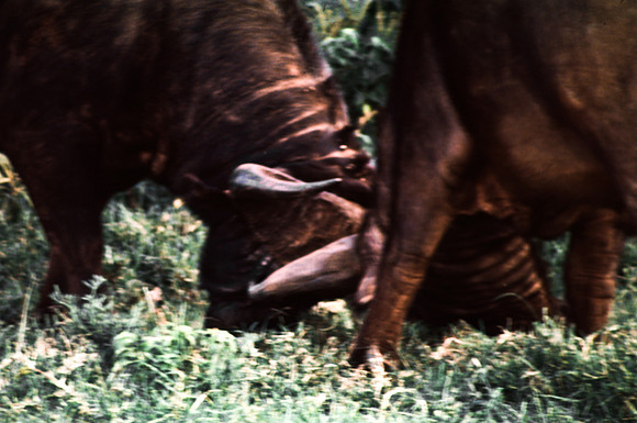 55397_SL_COLOR_BUFFALO_WILDBEAST_KILIMANJARO_KENYA_AFRICA_1989_11