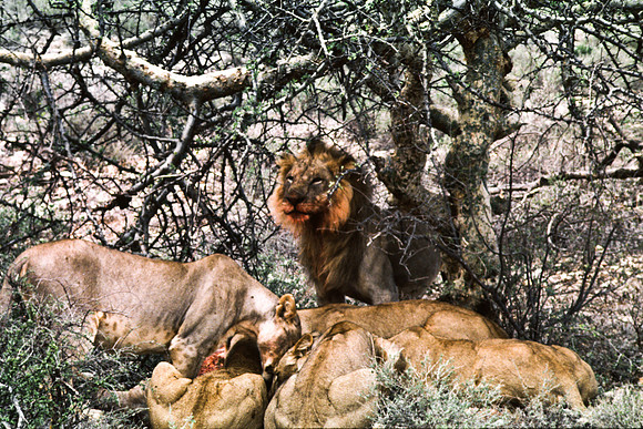 55448_SL_COLOR_LIONS_SUMBURU_KENYA_AFRICA_1989_7