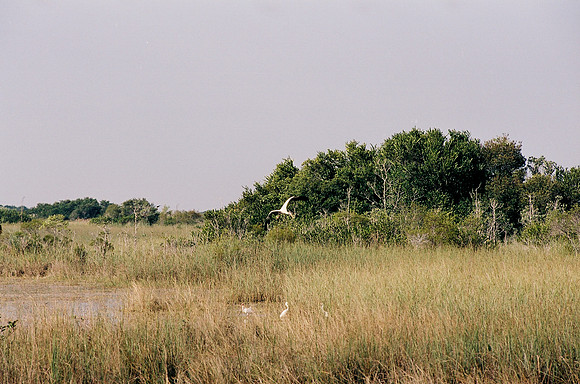 84694_EVERGLADES 33937__Azuley-R2-9