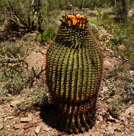 6016_FM_COLOR_TUCSON_AZ_05.jpg