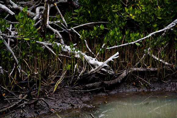 85531_20080322-ZV4N7371_Miami_To_Sanibel_Island_Florida_Everglades_FL_USA
