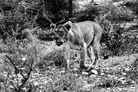 55443_SL_COLOR_LIONS_SUMBURU_KENYA_AFRICA_1989
