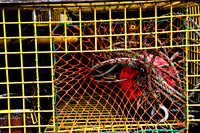 06581_ZV4N_0921_DG_COLOR_BASS_HARBOR_MAINE_ME_USA_2007_Costal_fishing_details