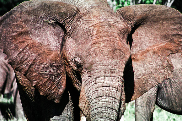 55394_SL_COLOR_ELEPHANTS_MASAI_KENYA_AFRICA_1989_8