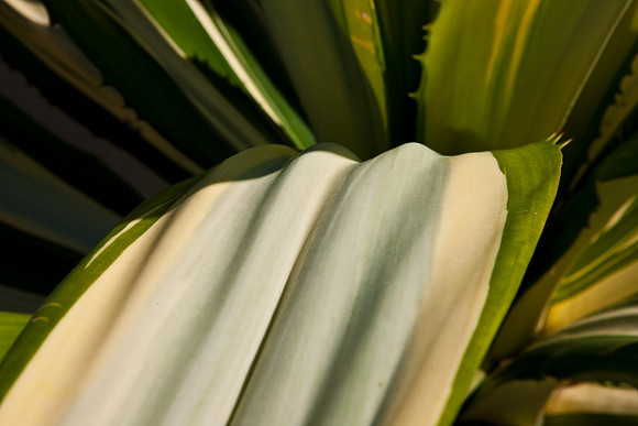2905_DG_Fisher_Trees_Plants_Miami_FL_20090130_5L8Y0101