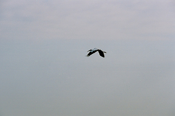 84694_EVERGLADES 33937__Azuley-R3-31