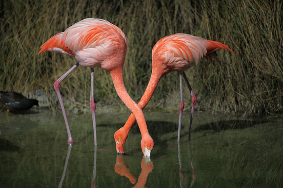 4975_DG_Fisher_Flamingos_Miami_FL_2010_IMG_0058