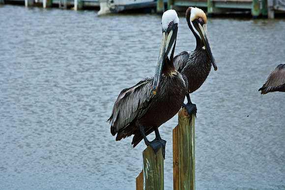 84681_ZV4N_8020_FL_USA_2008