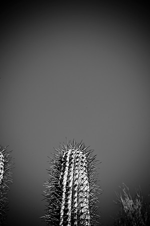 0031_DG_Cactus_Scottsdale_AZ_USA_2009_5L8Y5277