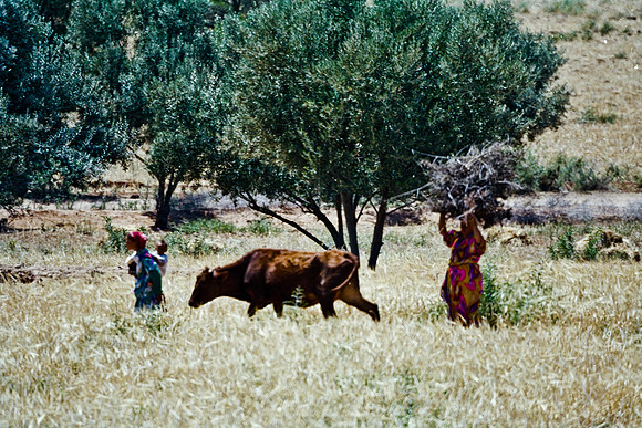 2626_FM_COLOR_35MM_COLOR_EK_MAROCCO_11