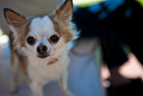 2905_DG_Fisher_Island_Dog_Miami_FL_20090130_5L8Y0337