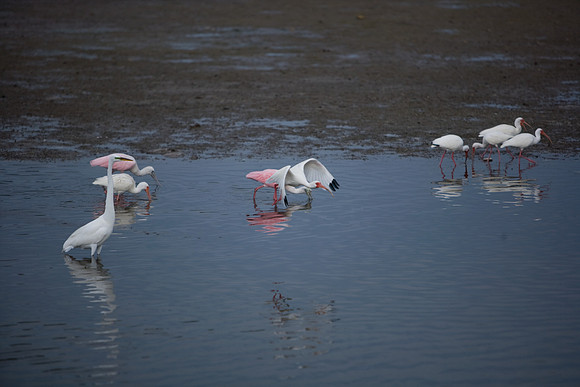85545_ZV4N_7131_Miami_To_Sanibel_Island_FL