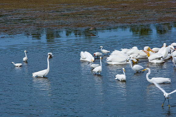 85540_ZV4N7094_Miami_To_Sanibel_Island_FL_Sanibel_FL_USA