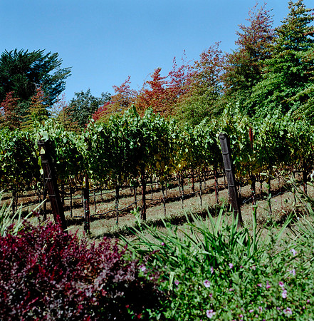6028_FILM_COLOR_PACIFIC_HIGHWAY_LR_USA_CA_05_1.jpg