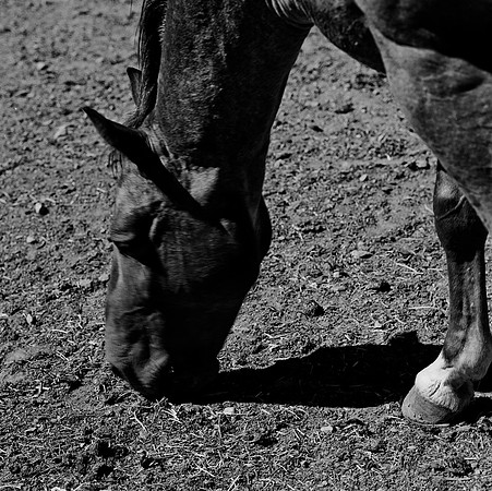 36100_BW_SQ_MT_WHITE_FISH_03_6.jpg