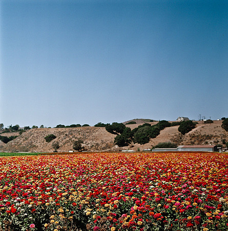 6032_COLOR_SQ_PACIFIC_HWY_AND_SLOVANG_CA_USA_05_7.jpg