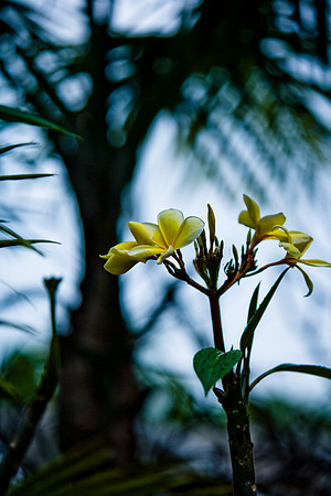85548_ZV4N_7559-348_Miami_To_Sanibel_Island_FL_USA_Sanibel_FL_USA