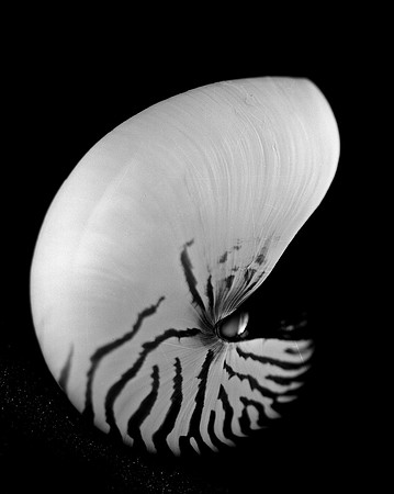 42437_FM_4X5_BW_NATNAUT_SHELLS_FL_04_02.jpg