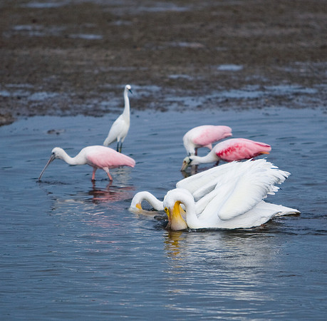 85540_ZV4N7073_Miami_To_Sanibel_Island_FL_Sanibel_FL_USA