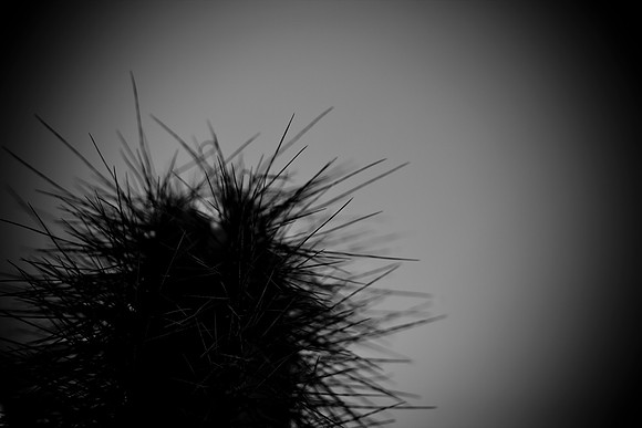 0031_La_Arizona_5L8Y5602