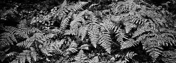 7575_FM_BW_CA_RED_WOODS_01_12.jpg