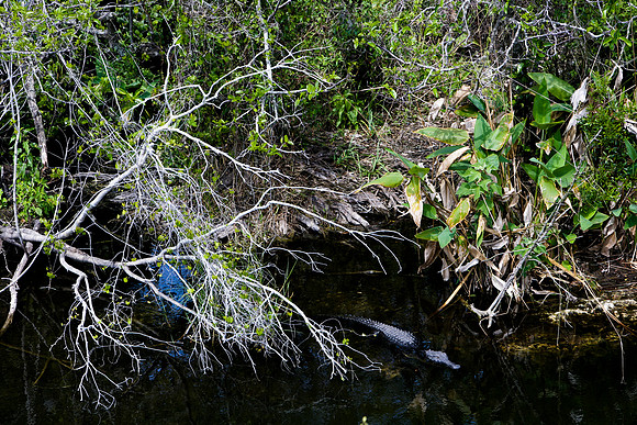 84673_ZV4N_1471_Everglades_Shark_Valley_FL_USA