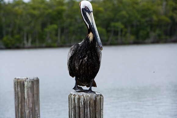 85538_20080323-ZV4N7959_Miami_To_Sanibel_Island_Florida_Everglades_FL_USA