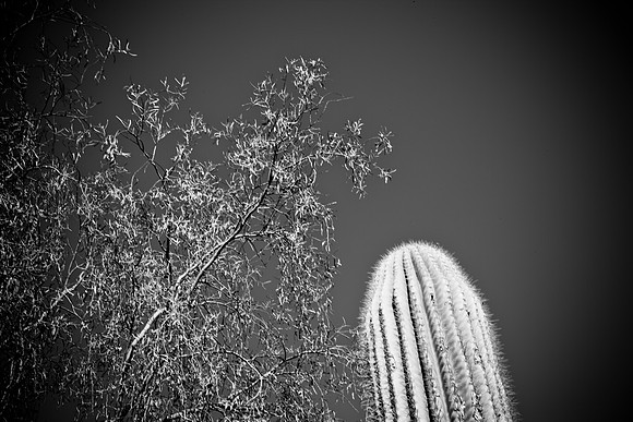 0031_La_Arizona_5L8Y5287