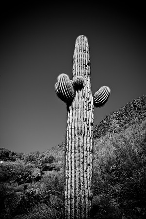 0031_La_Arizona_5L8Y5437