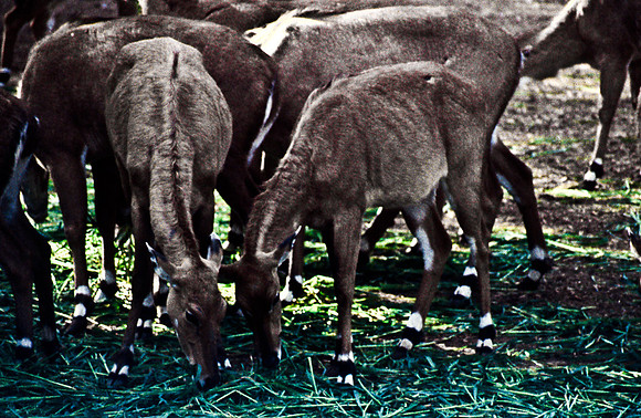 47299_SL_COLOR_INDIA_1987_2