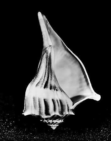 42432_FM_4X5_BW_MUREX_SHELLS_FL_04_05.jpg