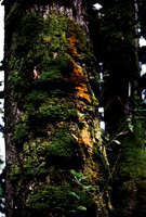 47948_B18_SL_COLOR_BROOKINS_OR_97_20.jpg