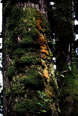 47948_B18_SL_COLOR_BROOKINS_OR_97_20.jpg
