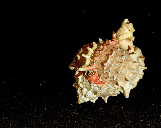 42479_FM_4X5_COLOR_SHELLS_FL_04_01.jpg
