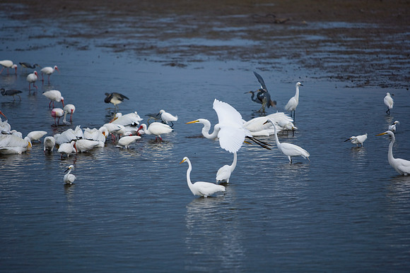 85540_ZV4N7062_Miami_To_Sanibel_Island_FL_Sanibel_FL_USA