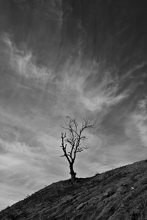 36483_DG_CALIFORNIA_USA_2007_ZV4N_0594-2
