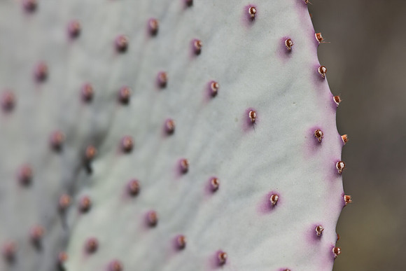 0031_La_Arizona_5L8Y5582