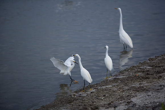 85545_ZV4N_7120_Miami_To_Sanibel_Island_FL