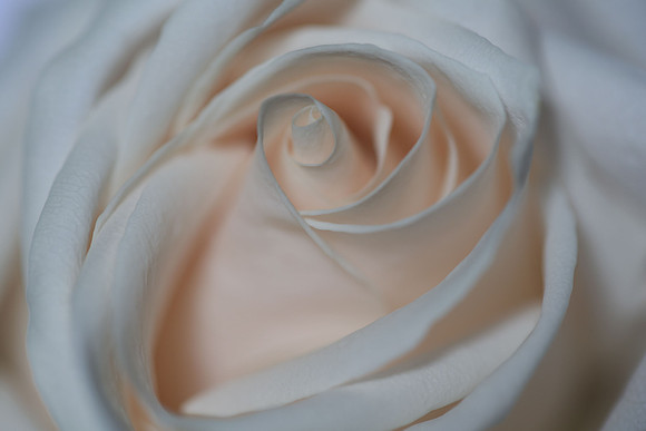 20150531_Flowers_Studio__313