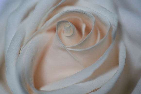 20150531_Flowers_Studio__314