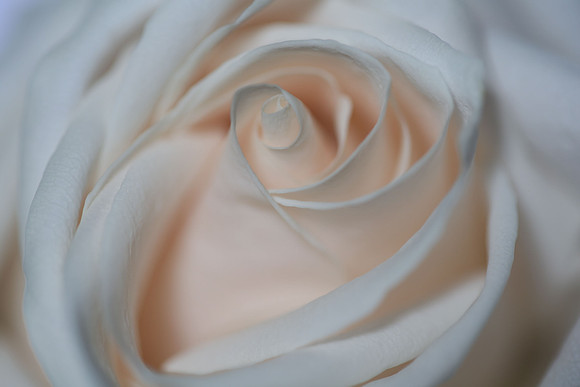 20150531_Flowers_Studio__315